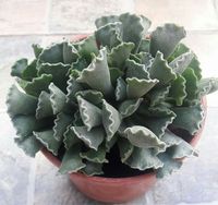 adromischus cristatus