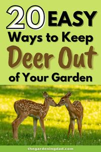 Are the deer eating everything in your garden and destroying it? Follow these 20 easy tips to keep those pesky deer out of your garden. #Thegardeningdad #Deer #garden