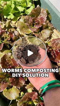 Patrick Vernuccio on Instagram: "Composting with a Worm Farm ♻️ DIY solution with 3 buckets 🌿

Worm composting is in my opinion the best composting method for small space. It does not stink, it is space efficient and you can harvest both the worms humus & the worm juice to fertilise your plants & your food 🥬🍅

The three buckets DIY solution 

🪣 FIRST BUCKET
Drill holes at the top (for airflow) and drill many holes at the bottom. Place cardboard at the bottom and water. This will make the base for your worms to feel good. Add food scraps on top. 
This bucket will create the worms humus which will fall in the bucket 2

🪣 SECOND BUCKET
Drills holes only at the bottom, place a cheese cloth,  cut the border of the upper lids so that the first bucket can partly nest/fit together. 
The worms