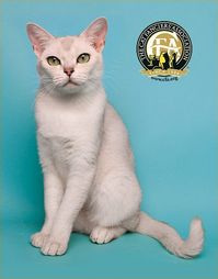 Burmilla Top Cats – The Cat Fanciers' Association, Inc