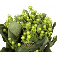 Hypericum Berries Green, 60-70cm - Potomac Floral Wholesale