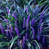 Buy big blue lily-turf Liriope muscari