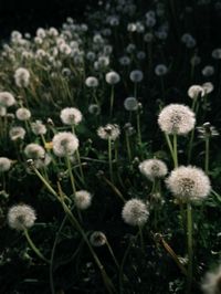 #dandelion