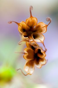 Seed Pods by Andrea Gulickx