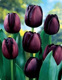 Mayflowering Tulip - Queen Of Night