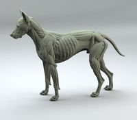 Anatomía canina by Steve Lord