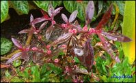 Simple Living In Nancy: Growing Red Dwarf Copperleaf Or Red Sessile Joyweed