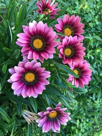 Gazania