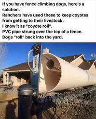 If you have fence climbing dogs, here's a solution. Ranchers have used these to keep coyotes from getting to their livestock. know it as "coyote roll". PVC pipe strung over the top of a fence. Dogs "roll" back into the yard. – popular memes on the site ifunny.co