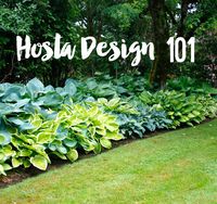 HOSTA DESIGN 101 - Hosta plants may quite possibly be the most recognized shade loving perennial, and there are good reasons for it. Whether you pronounce is ho-sta or ha-sta, it doesn’t really matter; what matters is if you have shade and are looking to diversify it – consider adding some of these shade loving easy to grow perennials to your garden this year.