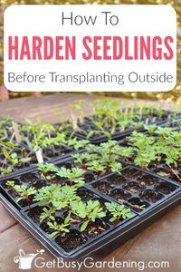 Hardening off seedlings is the process of preparing new plants for life outdoors. It’s a critical step of successful indoor seed starting, and it's one that many new gardeners miss. Taking the time to harden seedlings will ensure that they will survive being transplanted to your garden. Learn what hardening off means, when to start the process, and get detailed step-by-step instructions for how to harden off seedlings.