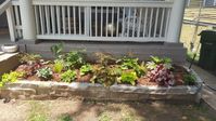 Warm colors in this shady planter bed to balance with the sunny left side. Nandina, Aspidistra, Astilbe, Fatsia, Yellow Sweet Flag, Leopard Plant, Acanthus, Autumn Fern, Hypericum, Lenten Rose, Foam Flower, Coral Bells, and Holly Fern.  #HeatherDesignsGardens