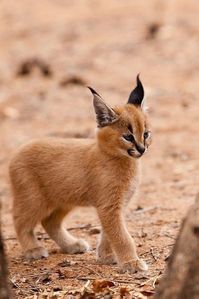 20 baby animals that are so cute it’s ridiculous! – Whole Lifestyle