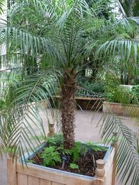 Phoenix roebelenii (Dwarf Date Palm, Miniature Date Palm, Pygmy Date Palm, Robellini Palm, Roebelin Palm) | North Carolina Extension Gardener Plant Toolbox