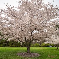 Looking to add beauty and elegance to your yard? The Yoshino Cherry does just that. It is considered one of the most beautiful, flowering ornamental trees. No doubt about it...this gorgeous tree will turn heads! The Yoshino Cherry is one of the showiest Flowering Cherry trees. The flowers bloom before the foliage appears. An abundance of delicate white to pink flowers with a light, almond fragrance appear around mid-March. Your landscape will stun all who pass. The leaves of the Yoshino Cherry a