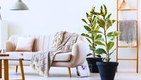 14 Best Houseplants for Your Living Room