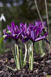 Iris reticulata: 5 prachtige dwergirissen voor winterkleur - Gardeners World