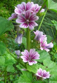 Malva sylvestris 'Zebrina'