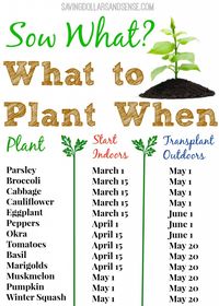 Check out this handy gardening chart to know when to start growing your seeds indoors and when to transplant them outdoors.