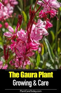 Growing gaura is easy. Just provide its basic needs and prevent root rot. More info on tips for taking care of the gaura plant and its uses. [LEARN MORE]