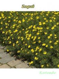 Coreopsis fajták Menyecskeszem 2. - Kertészeti webáruház - addel.hu piactér