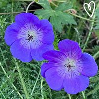 Collection of all outdoor plants still blooming at the end of November.