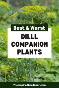 Wondering what vegetables and herbs grow well with dill? This guide reveals the best dill companion plants and the benefits they share by growing together. Also learn what to avoid planting nearby.