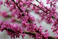 Eastern redbud cuttings are one way to propagate redbud trees. You can also start trees by seed, but hybrids and cultivars won't grow true to the parent tree.