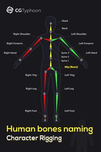 📌Human bones naming - Character rigging. #3d #lesson #modeling #3dtips #human #rigging #tips #tipsandtricks #topology #shape #faces #vertices #edges #cgtyphoon #cg #cgi #geometry #retopology #maya #blender #3dsmax #3dcoat #zbrush #modo