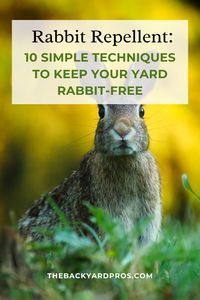 Learn ten simple and effective techniques to repel rabbits from your yard, providing a rabbit-free environment for your plants and outdoor space.