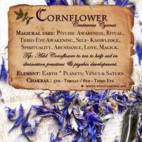 Magical Uses Of - Cornflower