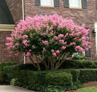 Queen Crape Myrtle Purple, Pride of India – Eureka Farms