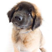 How cute is he?!? The Leonberger is vigilant, obedient and quietly confident in all situations. #puppy