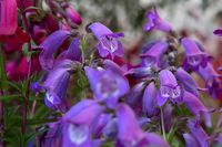 Penstemon 'Sour Grapes'