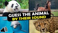 Guess the Animal Sound Game | 31 Animal Sounds Quiz | Multiple Choice - YouTube