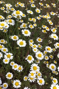 chamomile