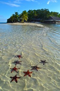 Even the starfish are friendly in Vanuatu, these were willing to pose for me! #travel #vanuatu #islands #starfish