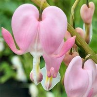 Dicentra spectabilis 'Cupid' - Bleeding Heart - Dicentra spectabilis 'Cupid' is a baby pink form of the classic bleeding heart.