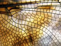 Close up of a dragon flies wings- shows translucency and delicacy - design inspiration