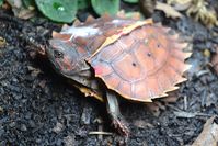 Spiny Turtle (Heosemys spinosa) | writhedhornbill | Flickr