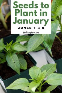 You can do some gardening in January if you live in garden zones 7