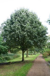 Silver Leaved Whitebeam - Sorbus aria Lutescens - Chew Valley Trees