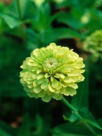 Green Zinnia in bloom.