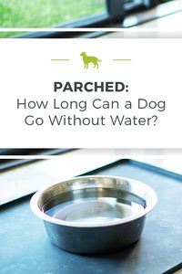 How long can dogs go without water?