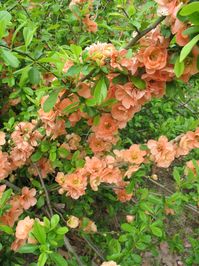 peach/coral colored flowering quince | ... Plant Guide - Chaenomeles speciosa 'Cameo' / Cameo Flowering Quince