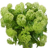 Green Viburnum Flower is a bulky green flower with big round heads of blooms and large tri-pointed leaves. Use Green Viburnum flower by itself or combine it with any of our bulk flowers to create unique and romantic wedding bouquets, table centerpieces or flower arrangements.