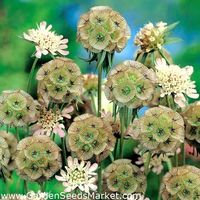 scabiosa stellata - Google Search