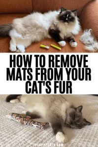 Matted cat fur can mean a battle but here are the tips and tricks to keeping them clean and mat free and happy while you do it!
Matted cat fur | Cat Grooming Tools | Pet Tips | Long Hair Cats