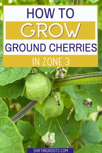 Want to grow pineapple on the prairies? Ground cherries are the next best thing! Here are my tips for growing these delightful fruits in cold climates.