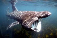 Basking Shark~jmr